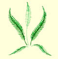 What's this? Our logo (5KB) depicts the widespread Hard Fern or Deer Fern (Blechnum spicant)